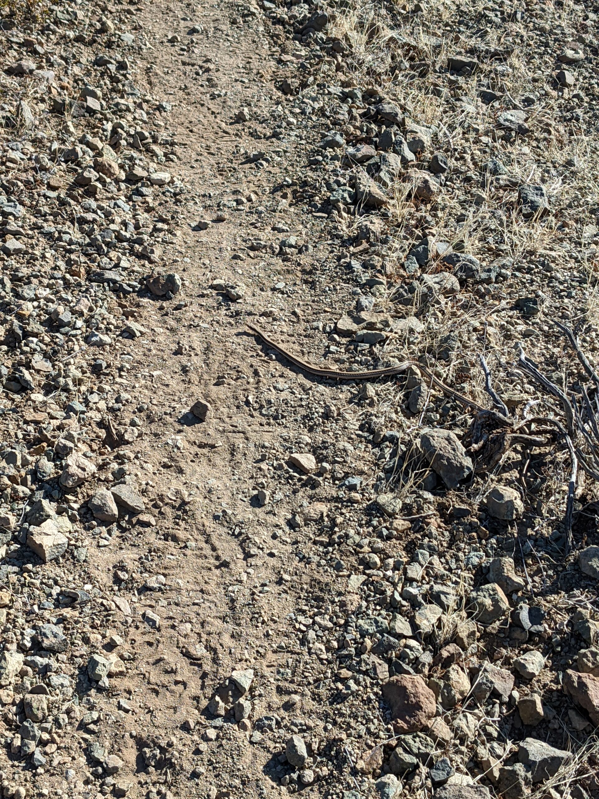 Schlange auf dem Wanderweg